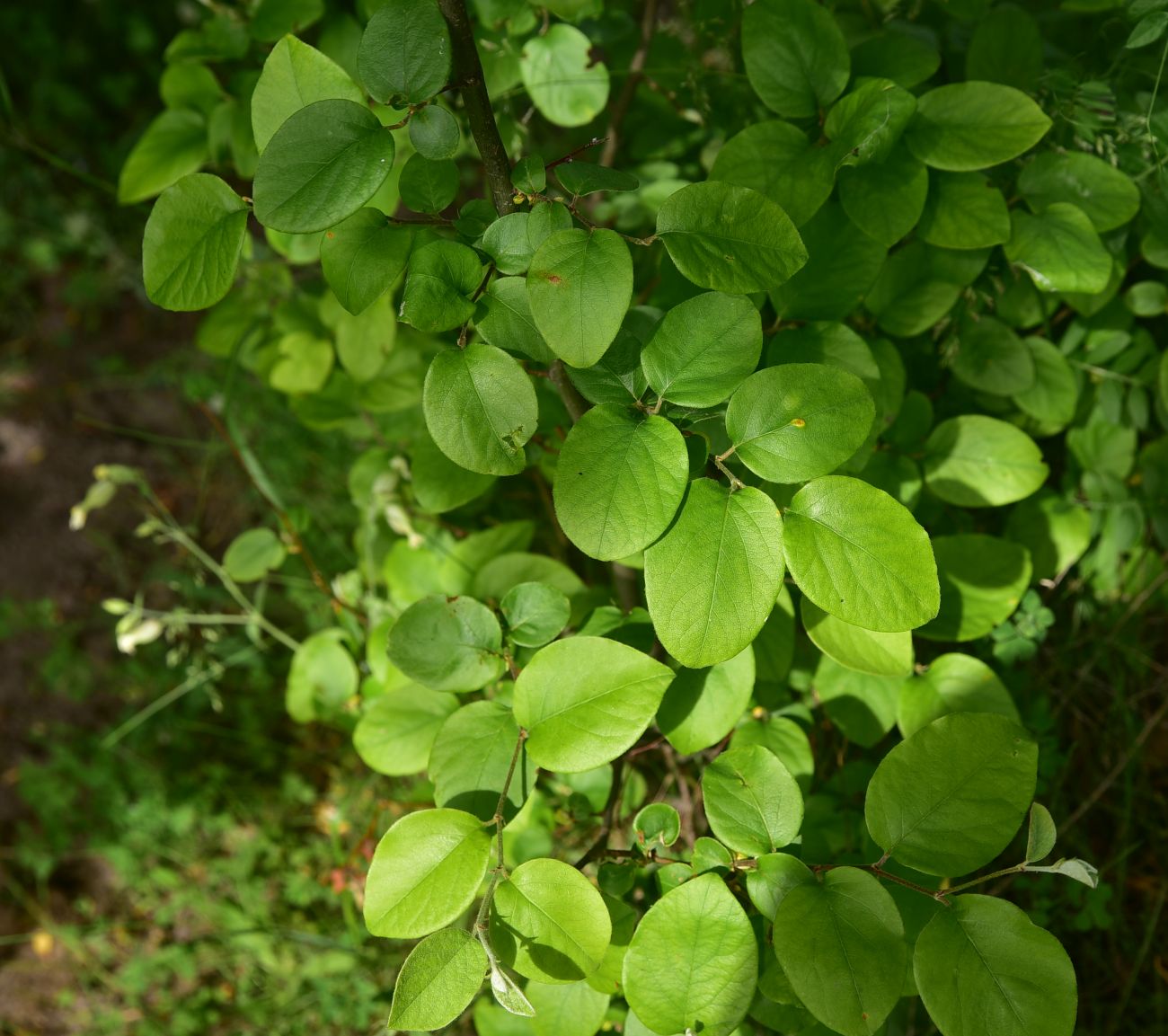 Изображение особи Неопознанный вид.