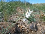 Vicia costata. Верхушка побега с соцветием. Казахстан, Восточно-Казахстанская обл, Зайсанский р-н; Саур-Тарбагатай, сев. макросклон вост. части хр. Манрак, пер. Шиликты, ≈ 1150 м н.у.м., каменистый склон юго-вост. экспозиции. 12 мая 2026 г.