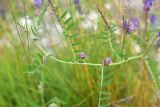 Vicia cracca. Часть побега с бутонизирующими соцветиями. Мурманская обл., окр. пос. Росляково, западный берег губы Чалмпушка, небольшой луг на берегу. 8 июля 2026 г.