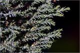 Chamaecyparis lawsoniana. Боковые веточки. Московская обл., Раменский р-н, окр. дер. Хрипань, садовый участок. 04.07.2026.