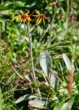 Tephroseris phaeantha