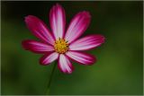 Cosmos bipinnatus