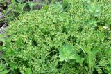 род Euphorbia. Верхушки плодоносящих растений. Турция, ил Артвин, окр. дер. Кашикли 150 м ниже моста через р. Корпусу, левый борт долины, луг. 12 июня 2026 г.