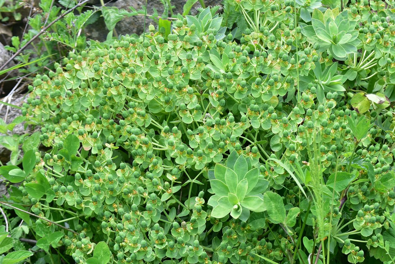 Изображение особи род Euphorbia.