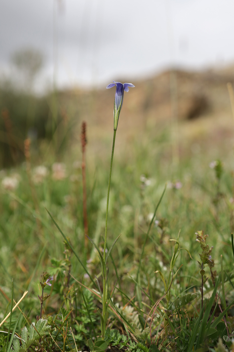 Изображение особи Gentianopsis barbata.