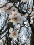 Amygdalus communis. Цветки. Республика Молдова, муниципалитет Кишинёв, г. Кодру. 2 марта 2026 г.