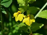Rhynchocorys elephas. Цветки. Турция, ил Артвин, р-н Юсуфели, 250 м ниже дер. Гюльпынар, выс. 1500 м н.у.м., луг среди зарослей. 13 июня 2026 г.