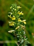 Parentucellia viscosa