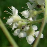 Sorbus aucuparia