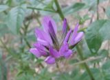 Psoralea bituminosa ssp. pontica