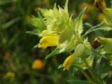 Rhinanthus serotinus. Соцветие. Украина, Николаевская обл., Кинбурнская коса. 12 июня 2011 г.