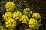 Alyssum lenense