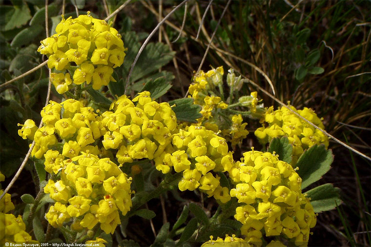 Изображение особи Alyssum lenense.