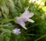 Anagallis tenella