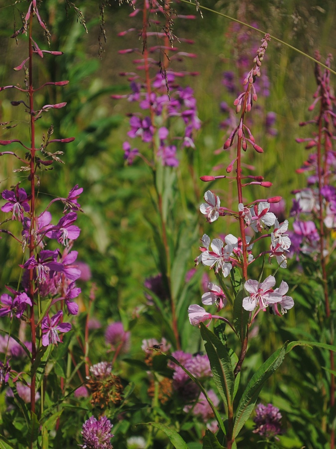 Изображение особи Chamaenerion angustifolium.