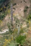 Phleum phleoides