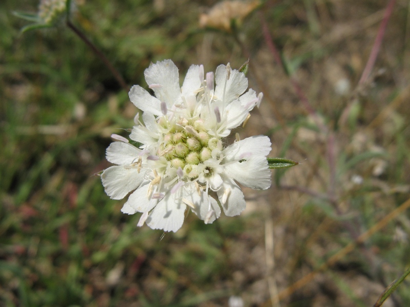 Image of Lomelosia argentea specimen.