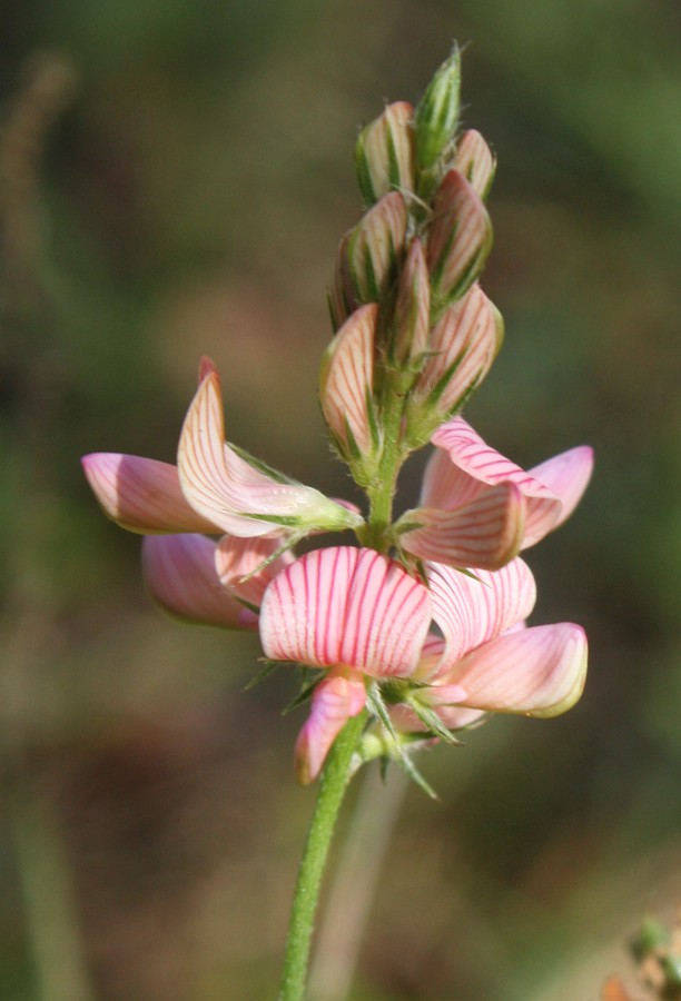 Image of Onobrychis arenaria specimen.