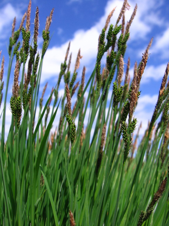 Изображение особи Carex cespitosa.