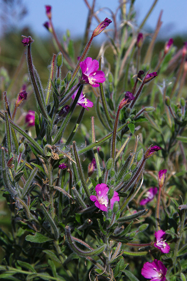 Image of Epilobium villosum specimen.