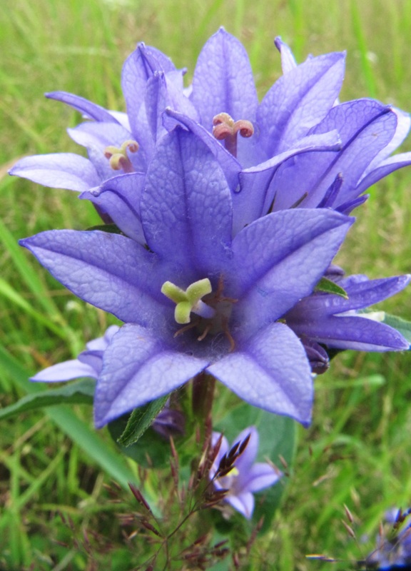 Image of Campanula glomerata specimen.