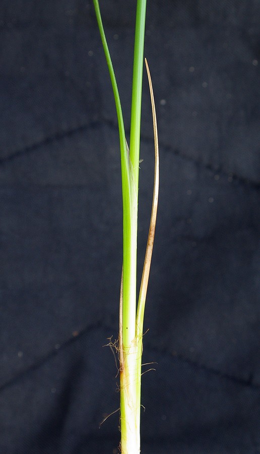 Image of Scirpoides holoschoenus specimen.