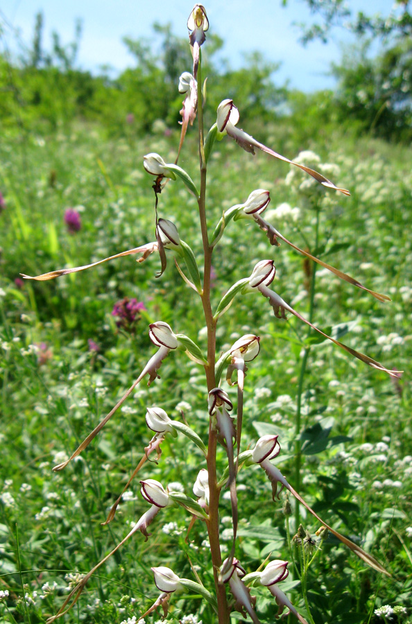 Изображение особи Himantoglossum caprinum.