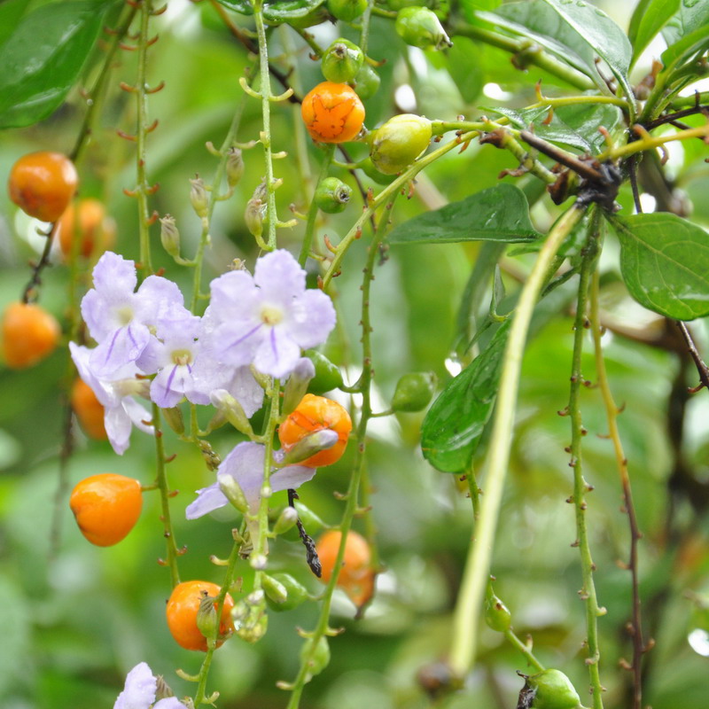 Image of Duranta erecta specimen.