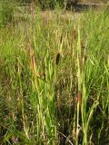 Typha latifolia. Угнетённые растения с соплодиями, выросшие во время засухи. Саратовская обл., Саратовский р-н, Волгоградское вдхр. 25 августа 2011 г.