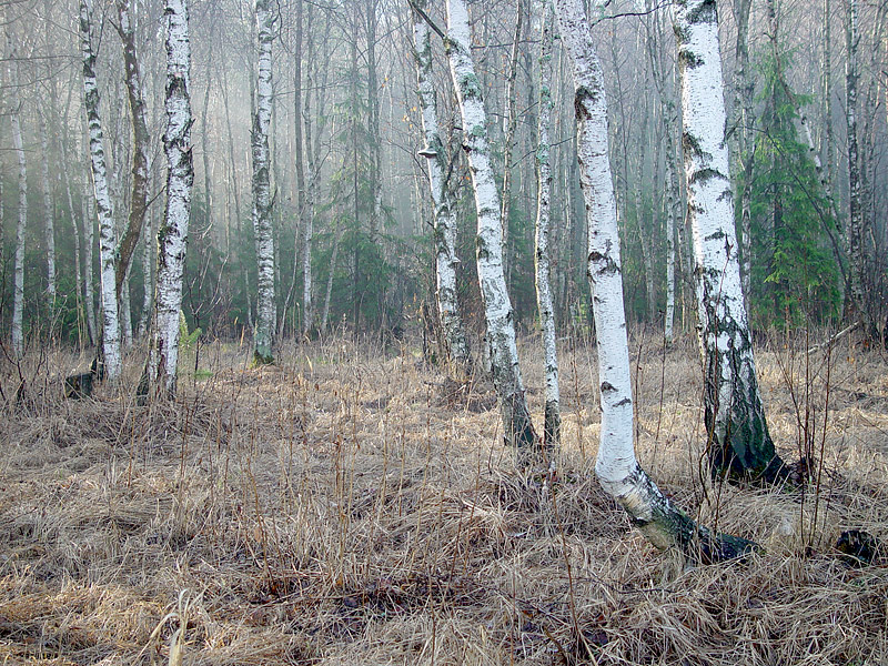 Изображение особи Betula pendula.