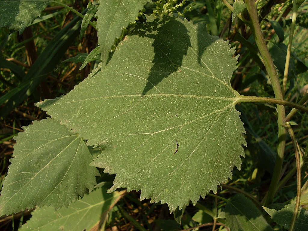 Image of Cyclachaena xanthiifolia specimen.