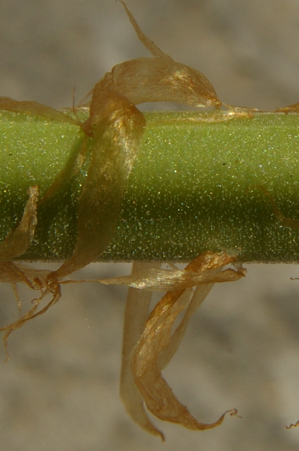 Image of Dryopteris villarii specimen.