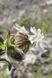 Melandrium latifolium