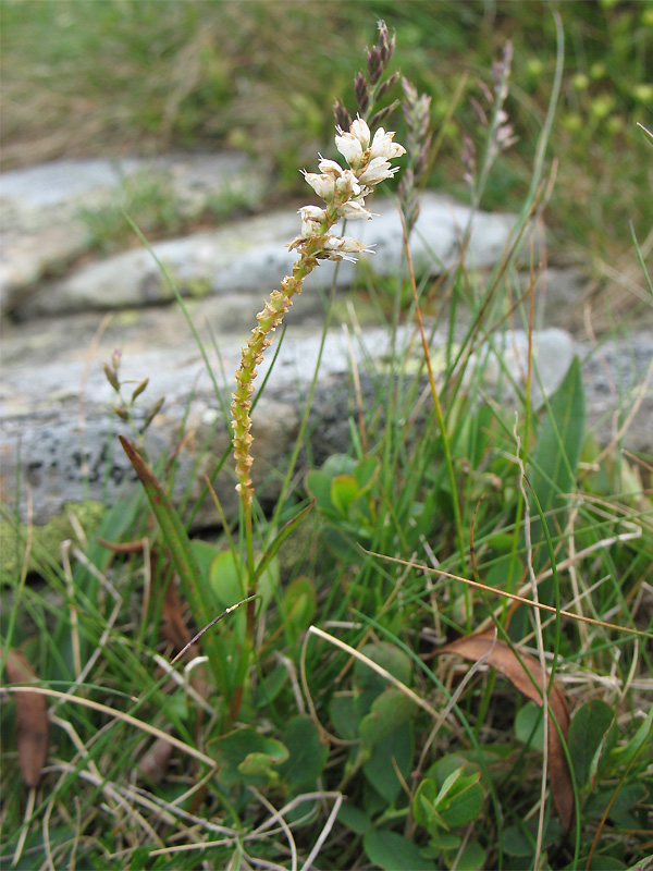 Image of Bistorta vivipara specimen.