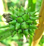 Sparganium erectum. Соплодие. Астраханская обл., Володарский р-н, окр. с. Ямное, обсыхающий ерик Парфимов. 18.08.2010.