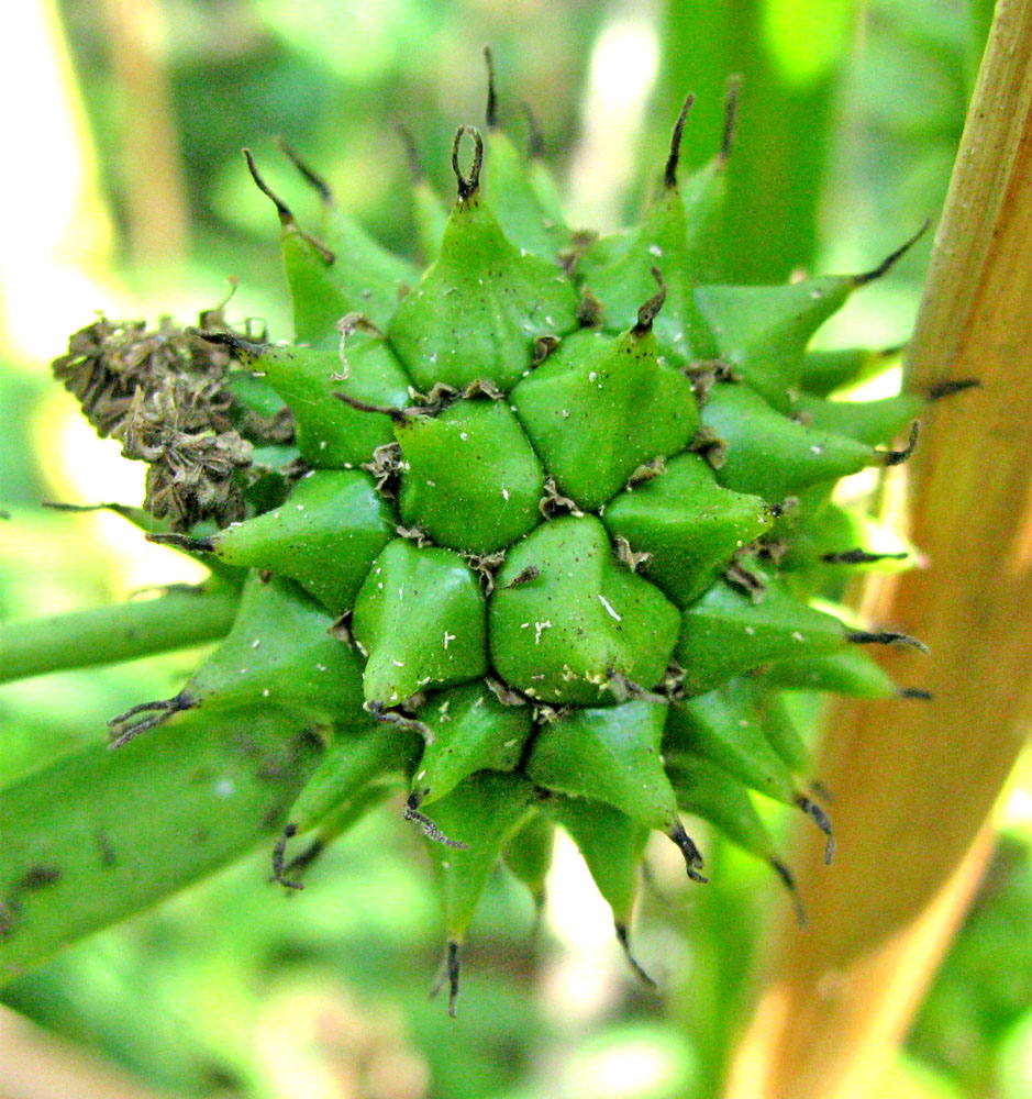 Image of Sparganium erectum specimen.