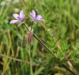 Erodium cicutarium. Верхушка цветущего растения с завязавшимися плодами. Смоленская обл., Смоленский р-н, окр. пос. Каспля. 26.08.2011.