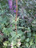 Valeriana officinalis