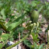 Taraxacum ostenfeldii