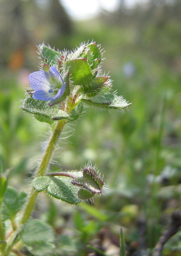 Image of Veronica triloba specimen.
