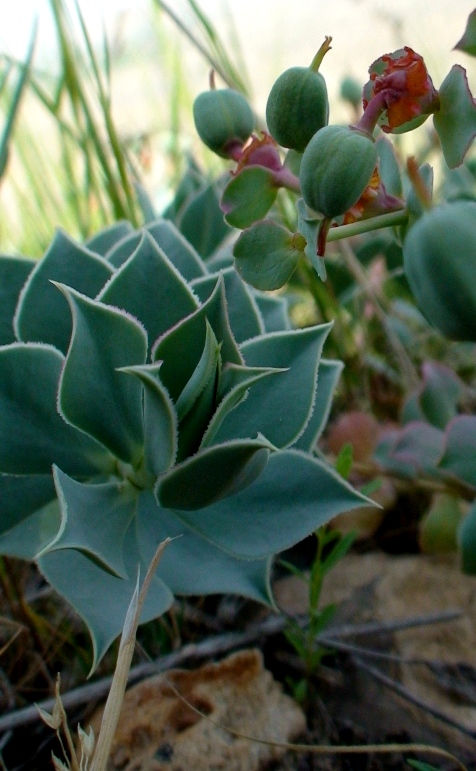 Изображение особи Euphorbia marschalliana.