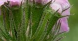 Phlomoides hybrida