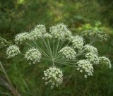 Angelica sylvestris. Соцветие. Курская область, Железногорский район, с. Карманово р. Мицень у дороги. 22 июля 2007 г.