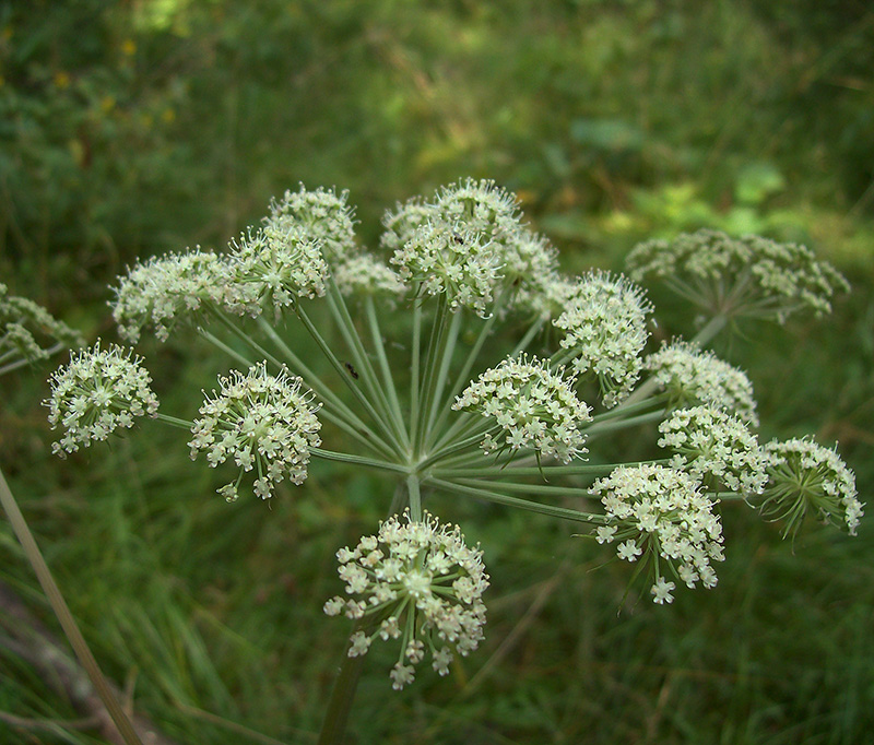 Image of Angelica sylvestris specimen.