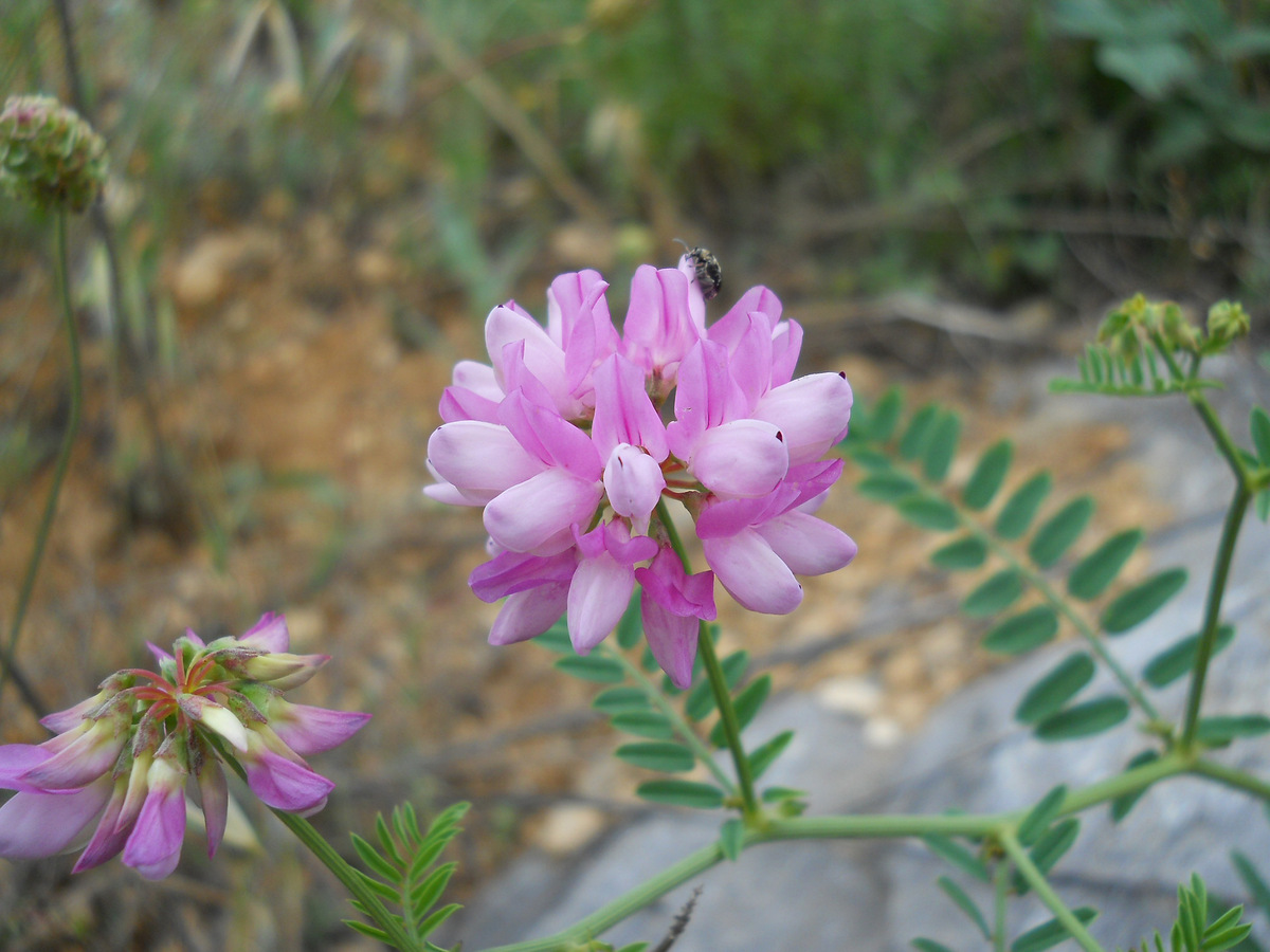 Image of Securigera varia specimen.