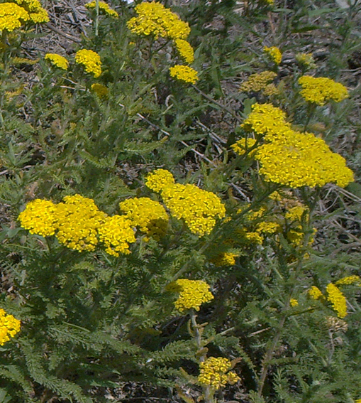 Image of genus Achillea specimen.