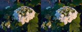 Viburnum opulus. Верхушки побегов с соцветиями. Окр. г. Красноярска, на садовом участке. Июнь 2010 г.