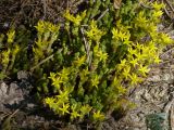 Смотреть изображение Sedum acre