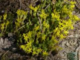 Sedum acre