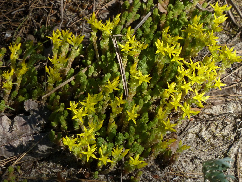 Image of Sedum acre specimen.